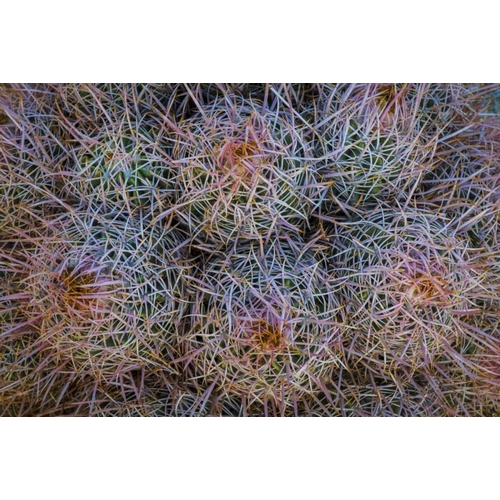 California, Alabama Hills Detail of barrel cacti